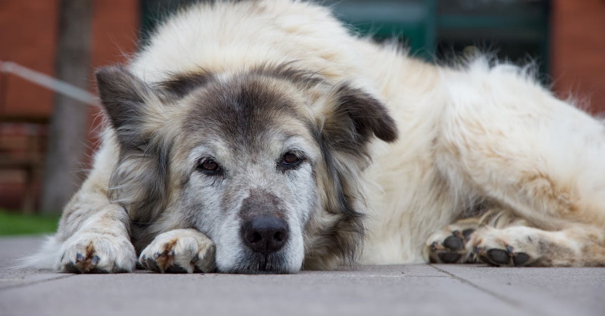 Usługi A fluffy, old dog lying on a city sidewalk, showcasing a peaceful and relaxed moment.