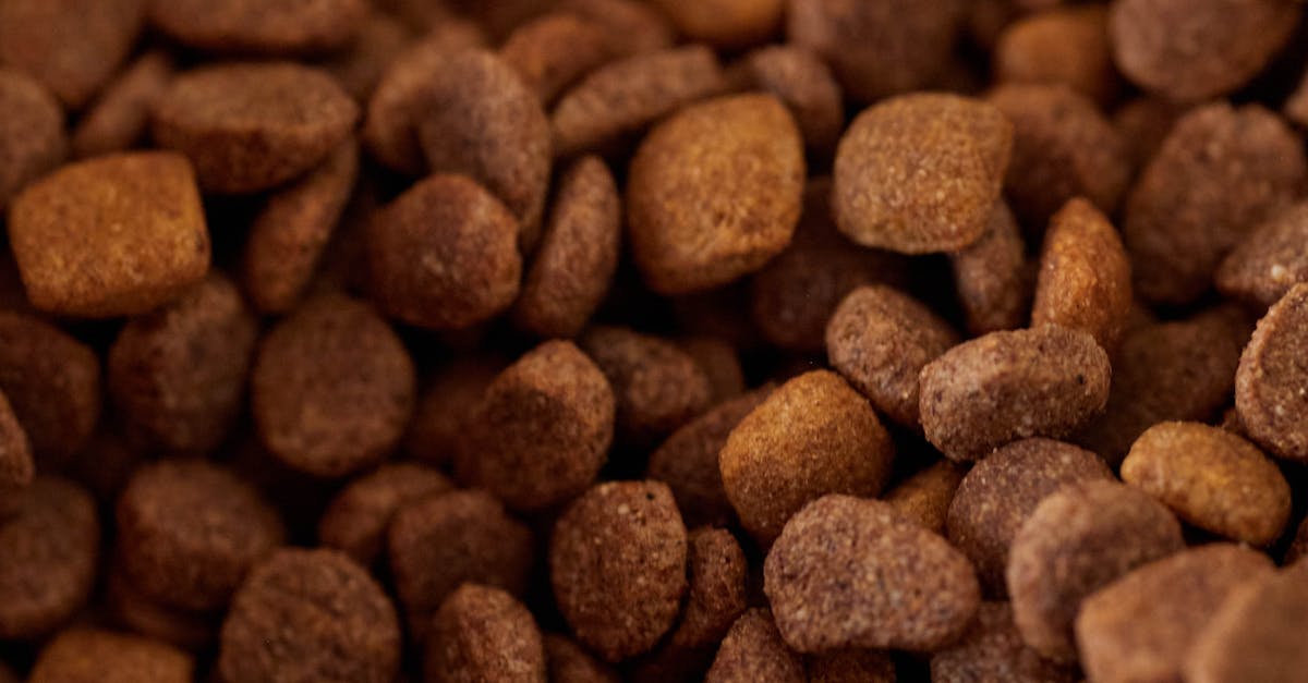Usługi Detailed close-up of dry dog food kibble in varying shades of brown.