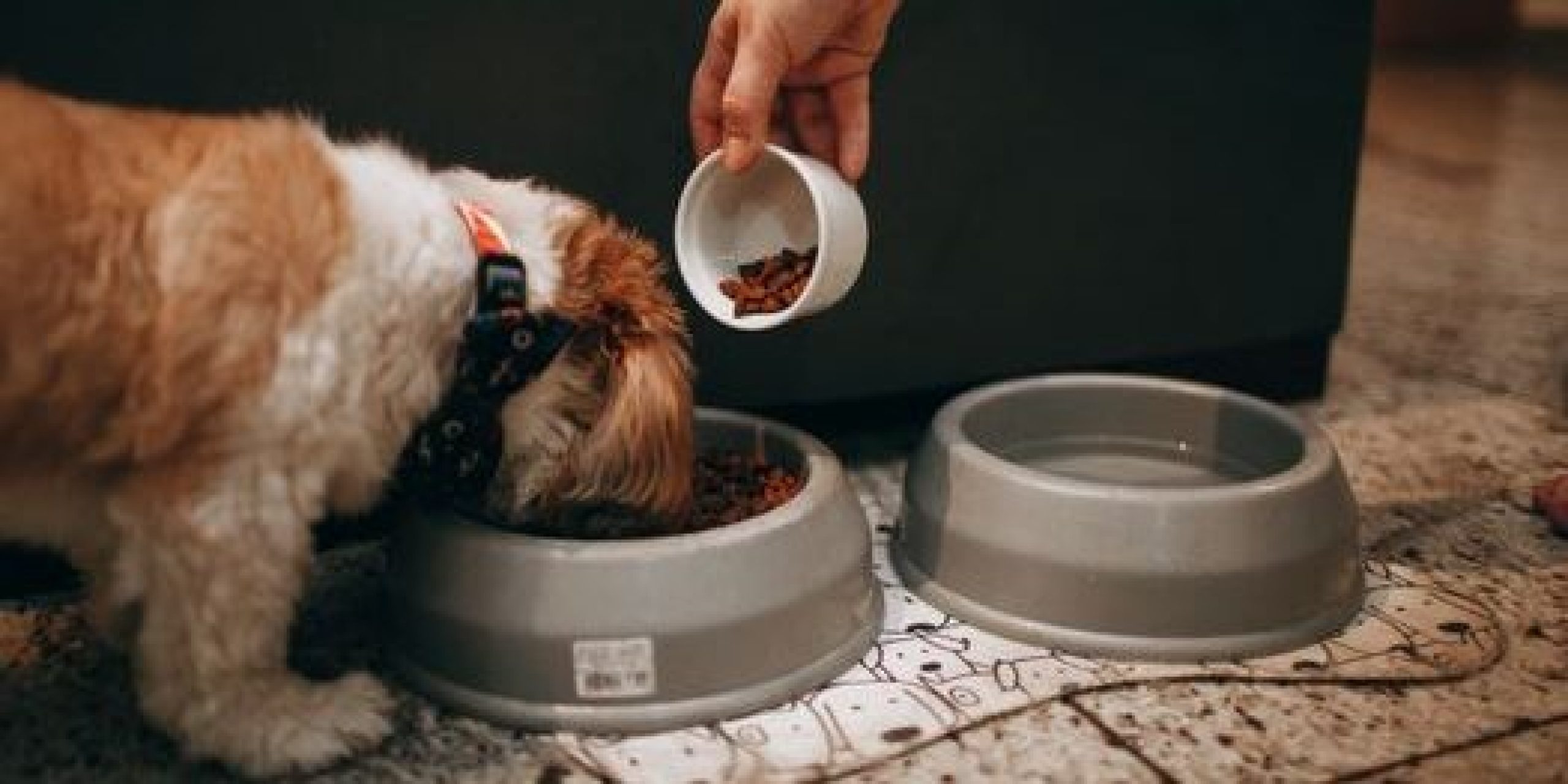 pexels photo 27175967 27175967 A hand feeds a Shih Tzu puppy in an indoor setting, highlighting pet care and love.